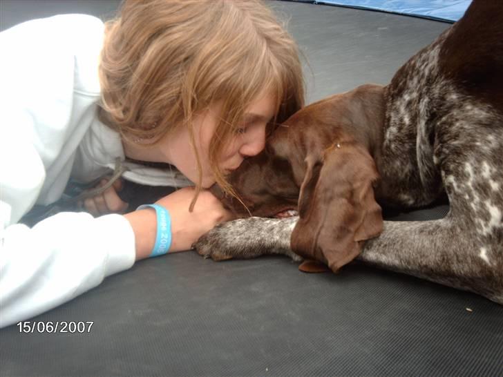 Korthåret hønsehund Emma ( balade mageren) - Man kan vel ikke gøre for at man har charme ? ;b billede 1