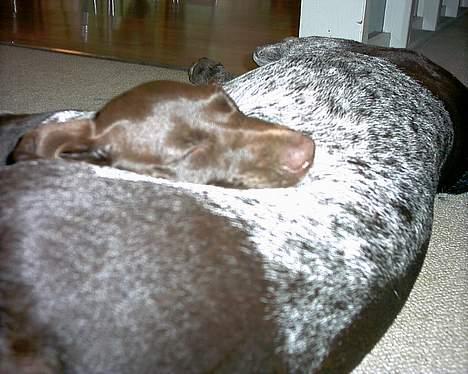 Korthåret hønsehund Emma ( balade mageren) - Man kan vel ikke gøre for at man har charme ? ;b billede 2