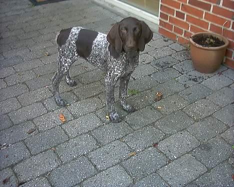 Korthåret hønsehund Emma ( balade mageren) - Man kan vel ikke gøre for at man har charme ? ;b billede 3