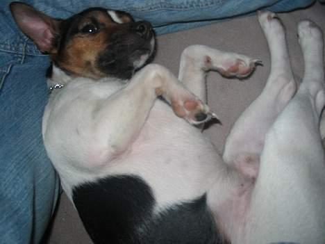 Jack russell terrier eddie billede 10