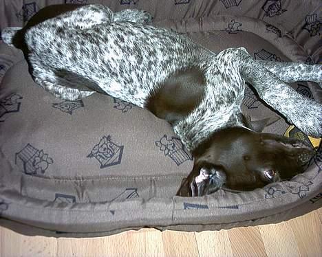 Korthåret hønsehund Emma ( balade mageren) - Man kan vel ikke gøre for at man har charme ? ;b billede 4