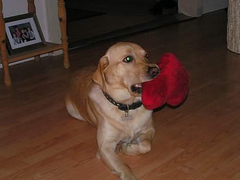 Labrador retriever Diesel (fars hund) - Diesels mand  billede 14