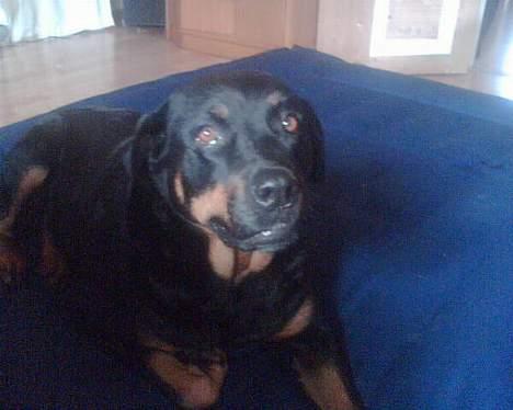 Rottweiler Jutlans Sandra (AFLIVET)  - hej er jeg ikke sød? billede 1