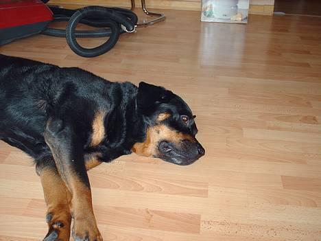 Rottweiler Jutlans Sandra (AFLIVET)  - gå væk jeg vil sover.! hehe. hun er så sød billede 2