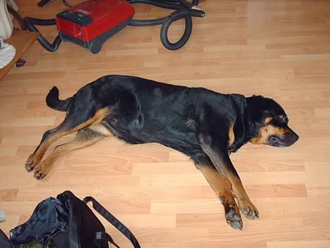 Rottweiler Jutlans Sandra (AFLIVET)  - jeg er træt jeg vil sove. billede 3