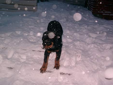 Rottweiler Nico - Jamen er det her ikke bare livet billede 6