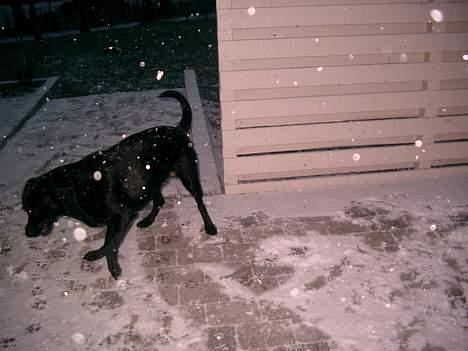 Labrador retriever chang - åh jeg ELSKER sne billede 9