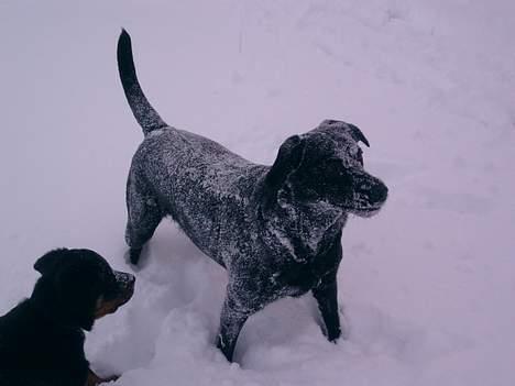 Labrador retriever chang - Dette er bare livet, en ny ven og masser af sne billede 10