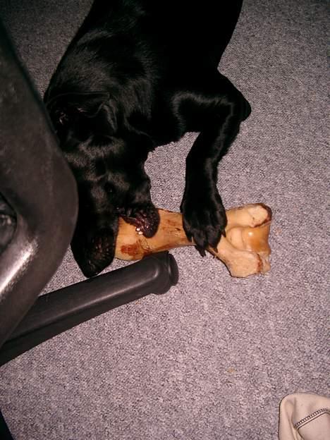 Labrador retriever chang - mit yndlings ben, det er bare guf billede 11