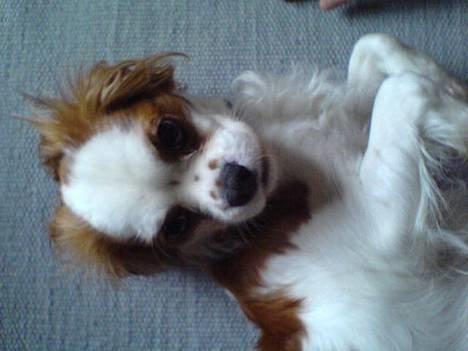 Cavalier king charles spaniel mille - jeg overgiver mig!! billede 1