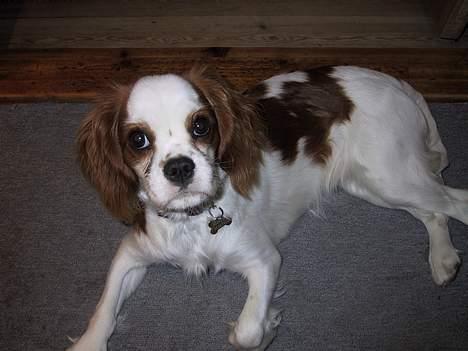 Cavalier king charles spaniel mille - Jeg tager mig lige en slapper billede 2
