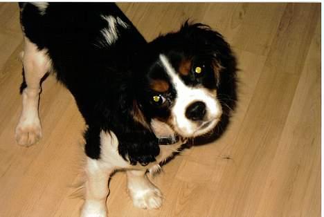 Cavalier king charles spaniel Mille - Mille er en lille nysgerrig Cavalier King Charles Spaniel billede 1