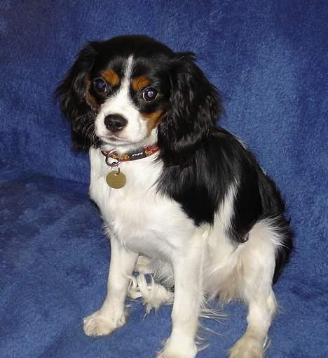 Cavalier king charles spaniel Mille - Mille som hvalp billede 2