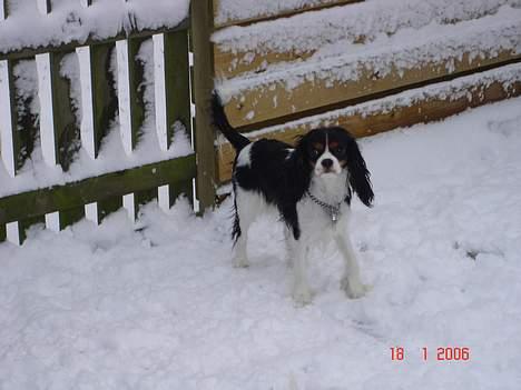 Cavalier king charles spaniel Mille - Mille i sneen billede 3