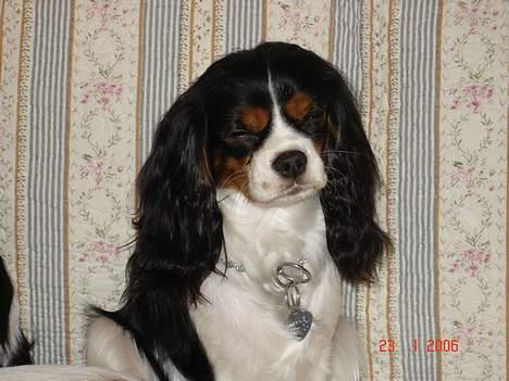Cavalier king charles spaniel Mille - Mille er lidt træt, efter en hård tur i sneen billede 4