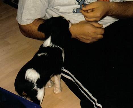 Cavalier king charles spaniel Mille - Godbidder er vejen frem ! billede 5