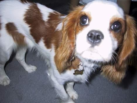 Cavalier king charles spaniel mille - Hmm hvad er nu det for noget billede 3