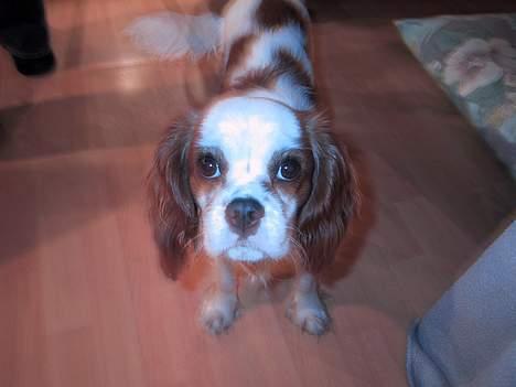 Cavalier king charles spaniel mille - må jeg ikk godt få noget at spise billede 4