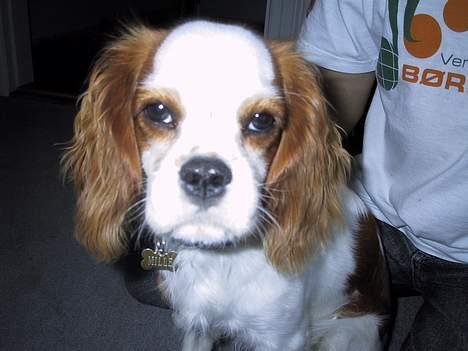 Cavalier king charles spaniel mille - jeg er lidt træt ZZZZzzzzz billede 5