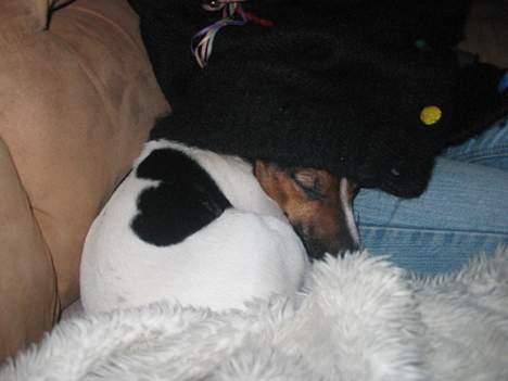 Jack russell terrier eddie billede 11