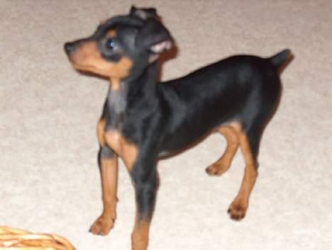 Blanding af racer TRYG (Prazsky Krysarik) billede 1