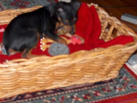 Blanding af racer TRYG (Prazsky Krysarik) billede 2