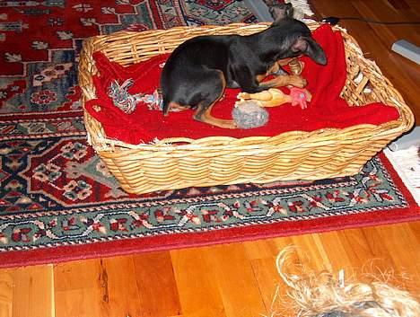 Blanding af racer TRYG (Prazsky Krysarik) billede 3