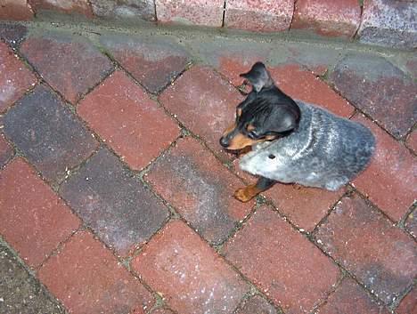 Blanding af racer TRYG (Prazsky Krysarik) - SÆLHUND billede 4