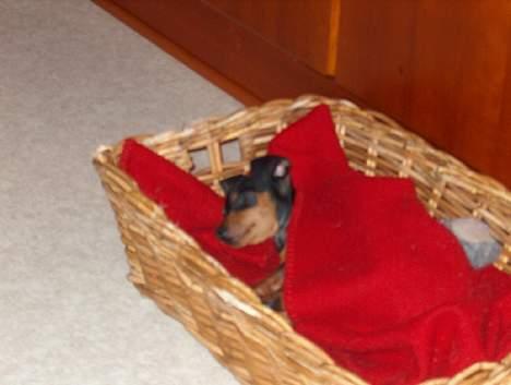 Blanding af racer TRYG (Prazsky Krysarik) - Juleaften er en lang dag! billede 5