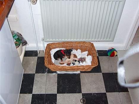 Blanding af racer TRYG (Prazsky Krysarik) billede 6