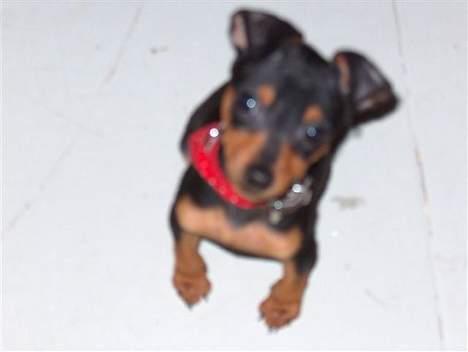 Blanding af racer TRYG (Prazsky Krysarik) billede 7