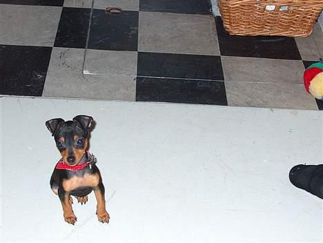 Blanding af racer TRYG (Prazsky Krysarik) billede 8