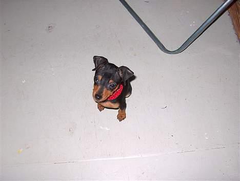 Blanding af racer TRYG (Prazsky Krysarik) billede 9