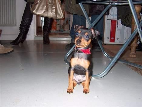 Blanding af racer TRYG (Prazsky Krysarik) billede 10