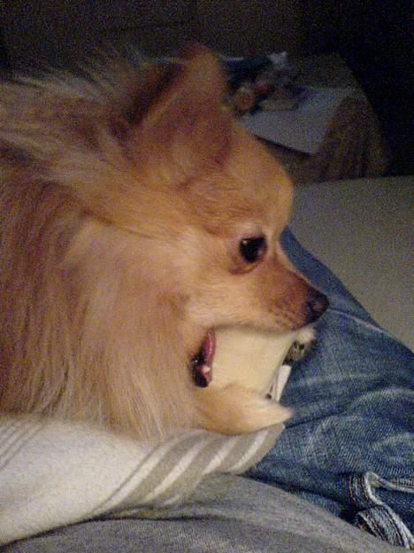 Pomeranian Pjuske - Et Ko-Ben til en lille vuf!  billede 4