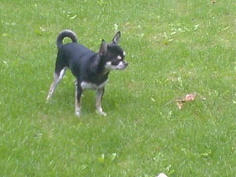 Chihuahua mingus - hmm hvad er nu det? billede 11
