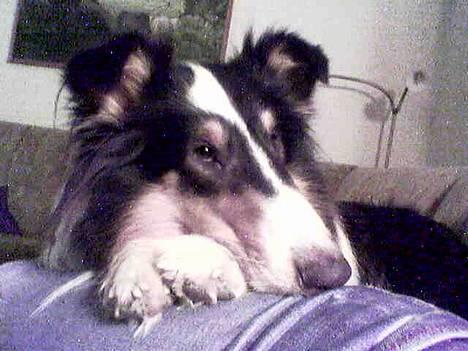 Collie langhåret * Jacki *  - Billedet er taget med mobil så kvaliteten er desværre ikke så godt ! billede 20