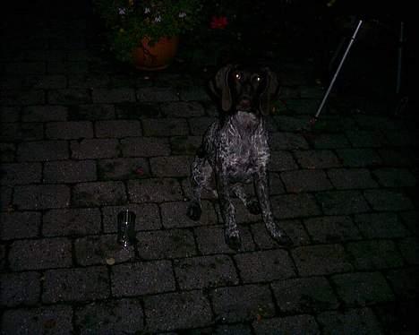 Korthåret hønsehund Emma ( balade mageren) - Man kan vel ikke gøre for at man har charme ? ;b billede 5