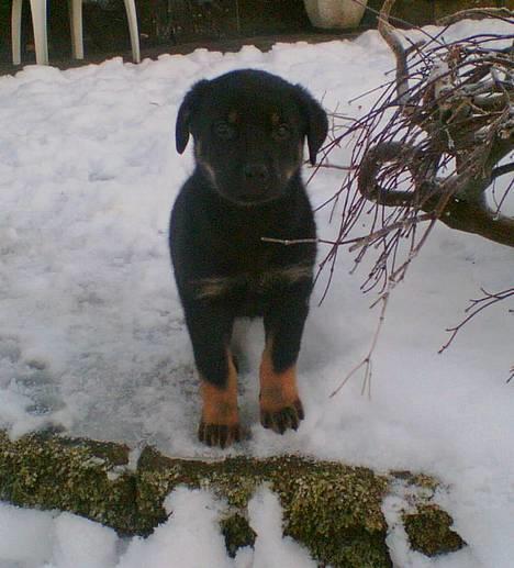 Rottweiler Primo R.I.P - Uha det er koldt herude i haven.. billede 1