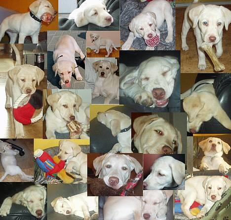 Labrador retriever Fie - En masse hvalpebilleder billede 16