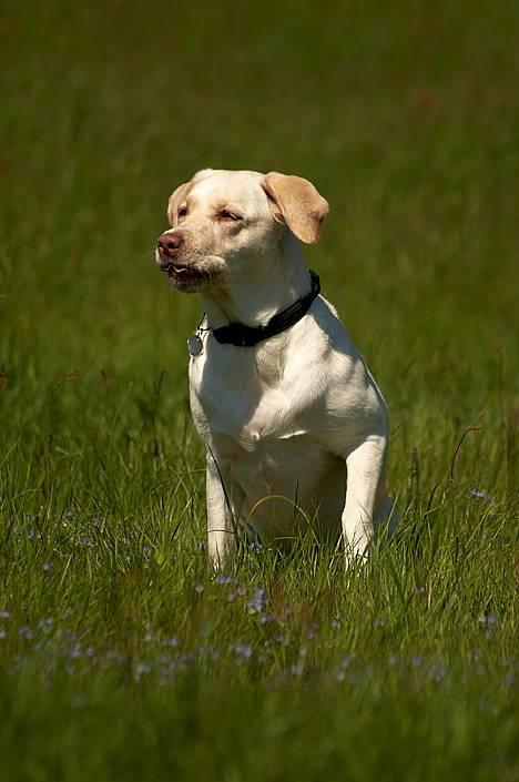 Labrador retriever Fie - Tosafoto billede 18
