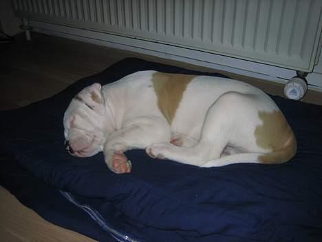 Blanding af racer Bosco R.I.P :( - Den første aften vi havde fået ham hjem billede 2
