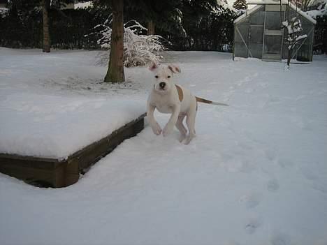 Blanding af racer Bosco R.I.P :( billede 3