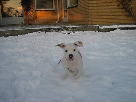 Blanding af racer Bosco R.I.P :( - Så er det legetid billede 4