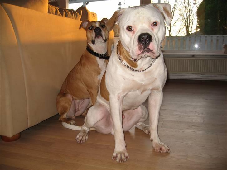 Blanding af racer Bosco R.I.P :( billede 5