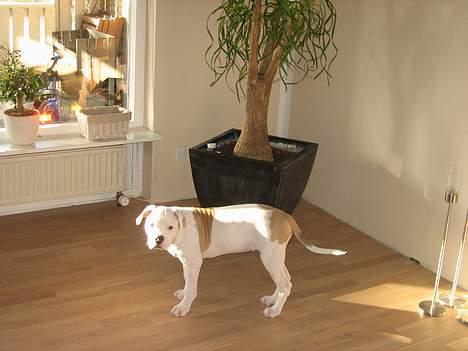 Blanding af racer Bosco R.I.P :( - Så er man blevet 3 måneder billede 6
