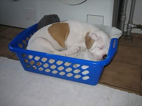 Blanding af racer Bosco R.I.P :( billede 8