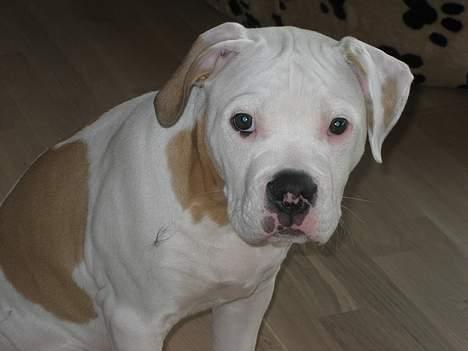 Blanding af racer Bosco R.I.P :( billede 9