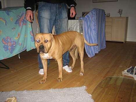 Blanding af racer Bosco R.I.P :( - Bosco`s far billede 10