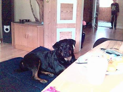 Rottweiler Jutlans Sandra (AFLIVET)  - hva laver du?? billede 4